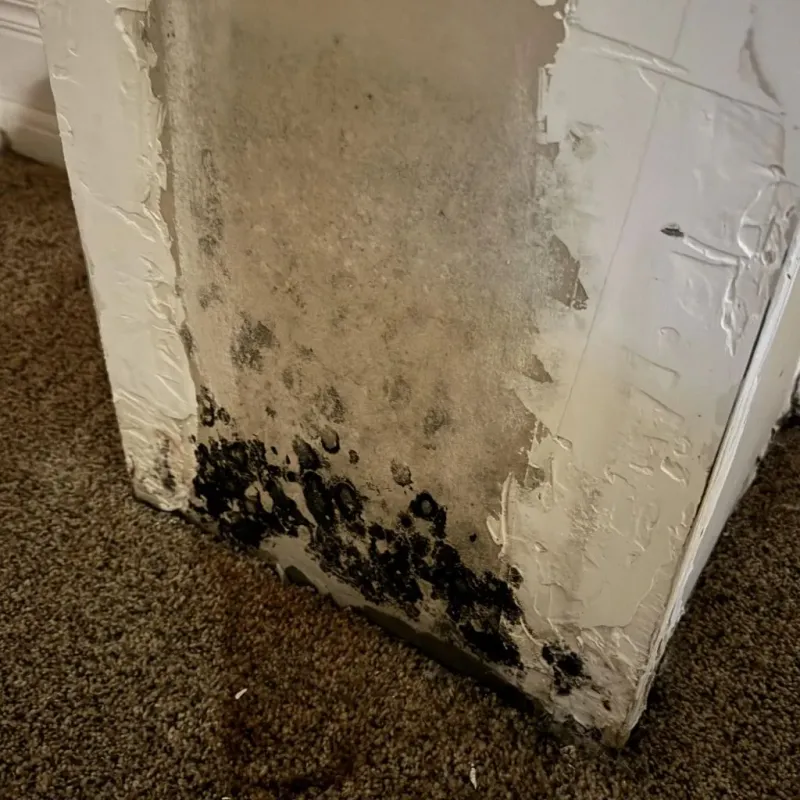 Professional Mold Removal in Alto, TX